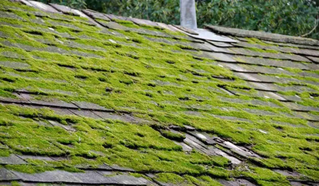 Moss and Algae on Roof in High Point North Carolina