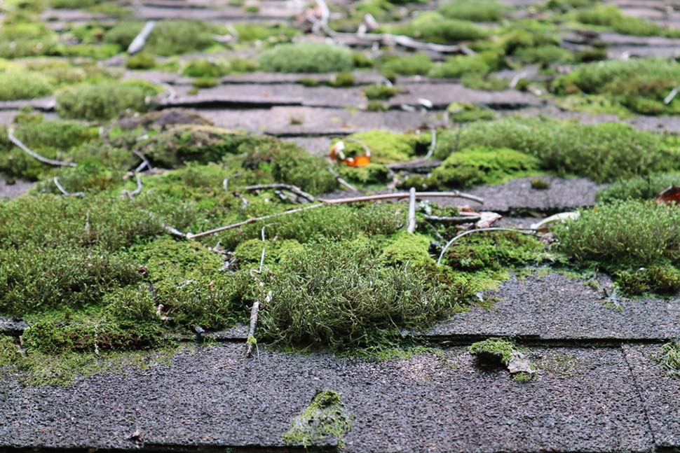 moss growing on an old shingle roof