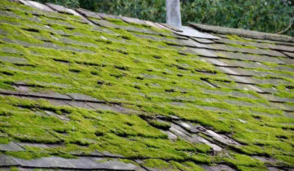 Moss and Algae on Roof in High Point North Carolina